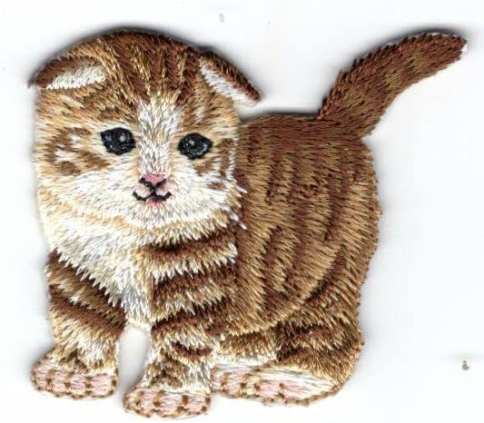 İskoç FOLD KEDİ Demir On Patch Kediler Evcil Hayvanlar Kitty