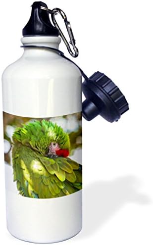 3dRose Kullanımı, Garland ABD, Florida, Orlando, Yeşil Amerika Papağanı, Gatorland. - Spor su şişesi, 21oz, çok renkli