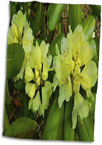 3dRose Sarı Ormangülü Çiçekleri-Havlular (twl-284490-3)