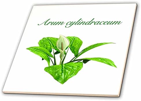 3dRose Boehm Grafik Çiçeği - Latince başlıklı bir Arum bitkisi ve çiçeği - Fayans (ct_357689_1)