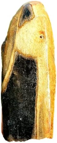 Taşlaşmış fosilleşmiş Ahşap el cilalı büyük kristal şifa doğal metafizik taş Endonezya - parça 2